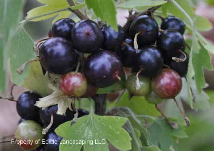 Currant Crandall Black Currant